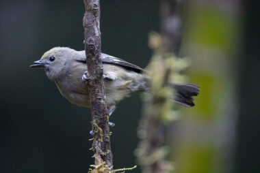 Dagua (Cali) Valle Del Cauca Colombia