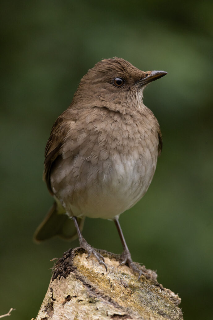 Dagua (Cali) Valle Del Cauca Colombia