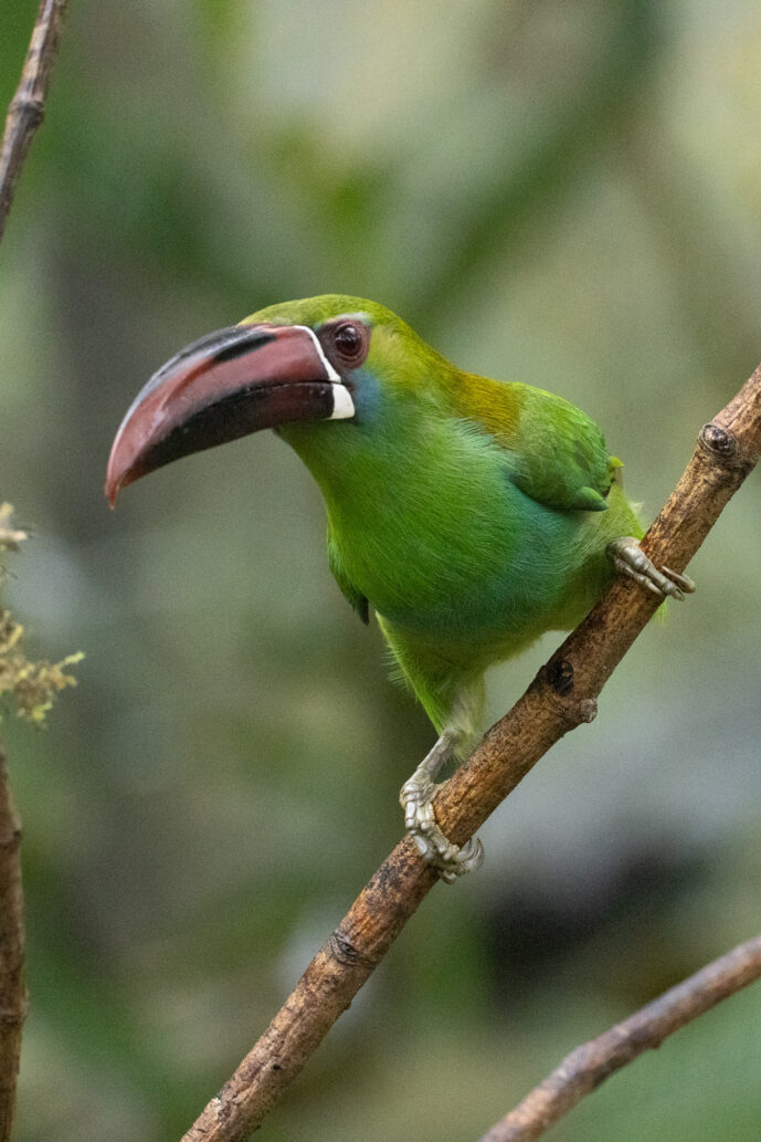 Dagua (Cali) Valle Del Cauca Colombia