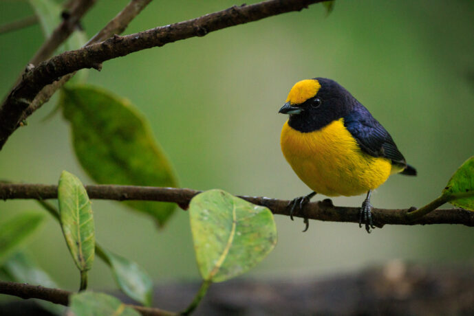Dagua (Cali) Valle Del Cauca Colombia