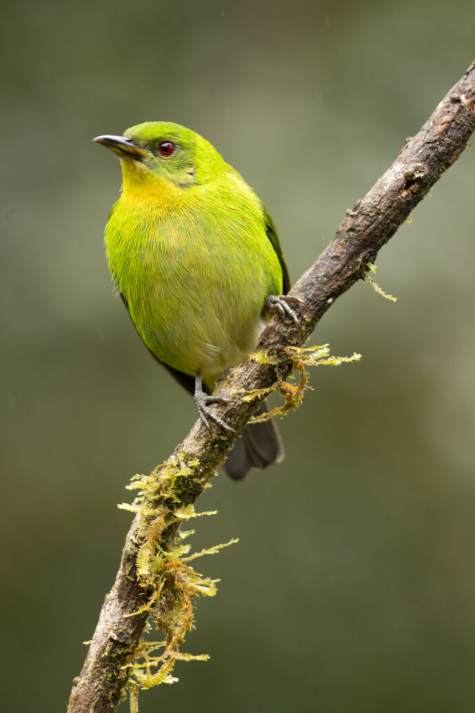 Dagua (Cali) Valle Del Cauca Colombia