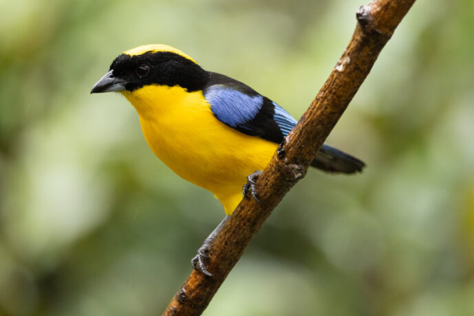 Dagua (Cali) Valle Del Cauca Colombia