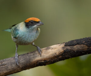 Dagua (Cali) Valle Del Cauca Colombia