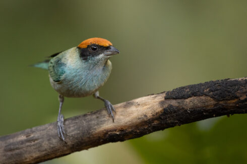 Dagua (Cali) Valle Del Cauca Colombia