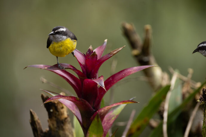 Dagua (Cali) Valle Del Cauca Colombia