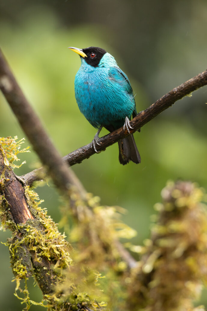 Dagua (Cali) Valle Del Cauca Colombia