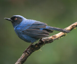 Dagua (Cali) Valle Del Cauca Colombia
