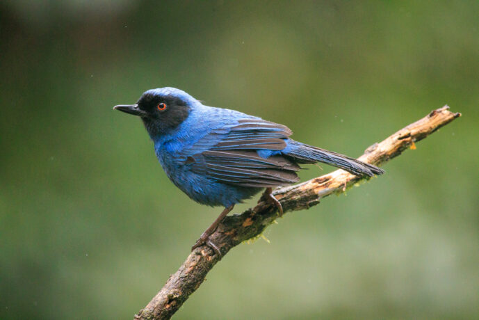Dagua (Cali) Valle Del Cauca Colombia