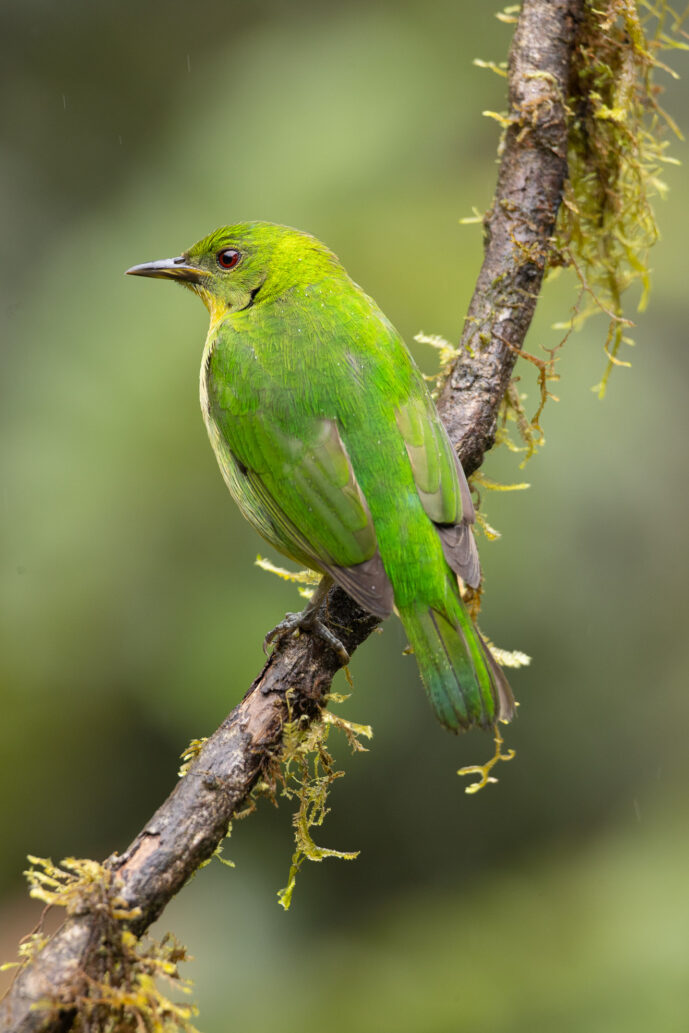 Dagua (Cali) Valle Del Cauca Colombia