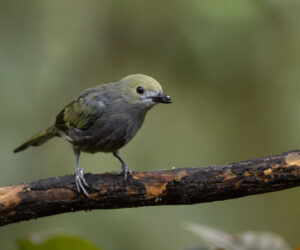 Dagua (Cali) Valle Del Cauca Colombia