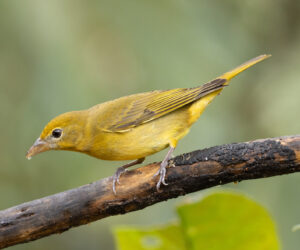 Dagua (Cali) Valle Del Cauca Colombia