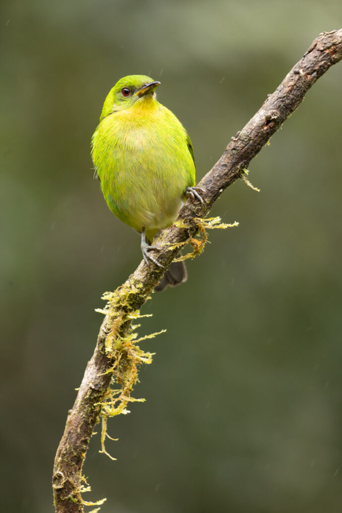 Dagua (Cali) Valle Del Cauca Colombia