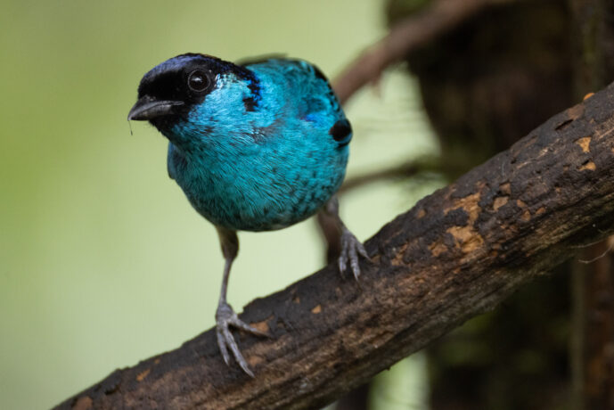 Dagua (Cali) Valle Del Cauca Colombia