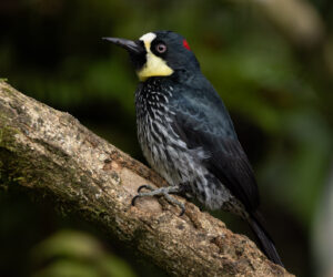 Cali Valle Del Cauca Colombia