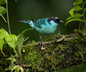 Cali Valle Del Cauca Colombia