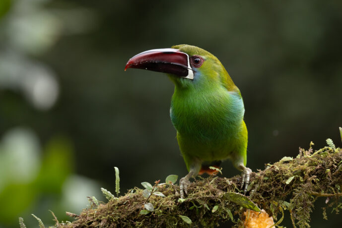 Cali Valle Del Cauca Colombia