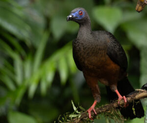 Cali Valle Del Cauca Colombia