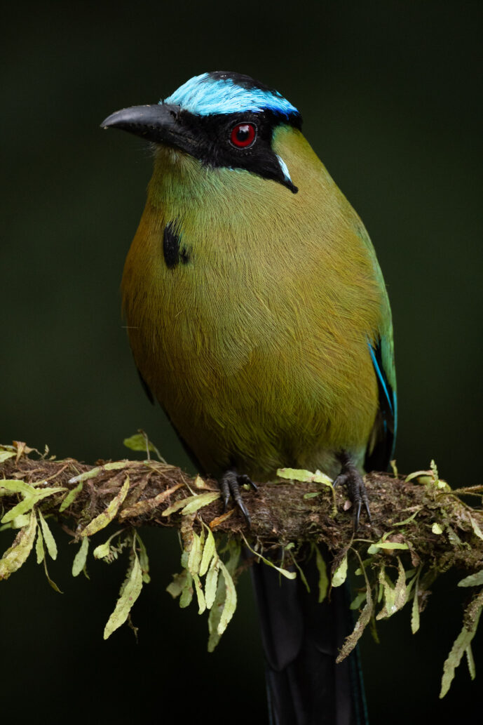 Cali Valle Del Cauca Colombia