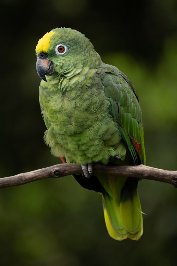 Cali Valle Del Cauca Colombia