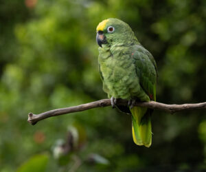 Cali Valle Del Cauca Colombia