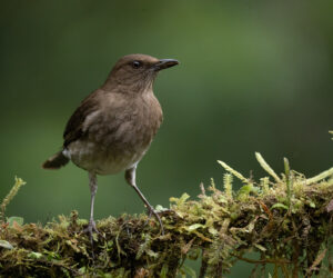Cali Valle Del Cauca Colombia