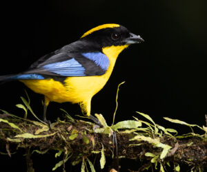 Cali Valle Del Cauca Colombia