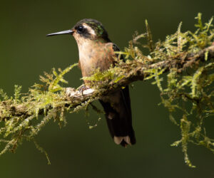 Cali Valle Del Cauca Colombia