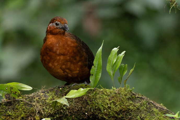 Cali Valle Del Cauca Colombia