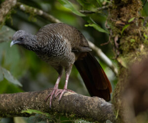 Cali Valle Del Cauca Colombia