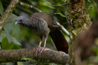 Cali Valle Del Cauca Colombia