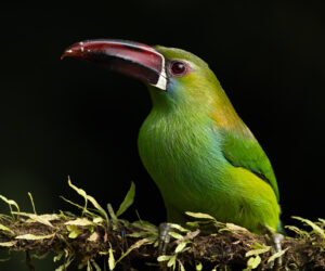 Cali Valle Del Cauca Colombia