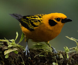 Cali Valle Del Cauca Colombia