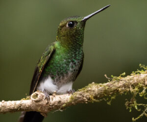 Cali Valle Del Cauca Colombia
