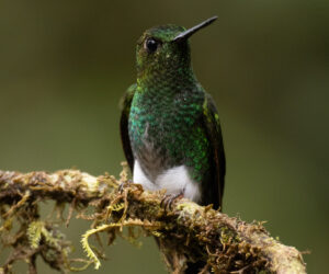 Cali Valle Del Cauca Colombia