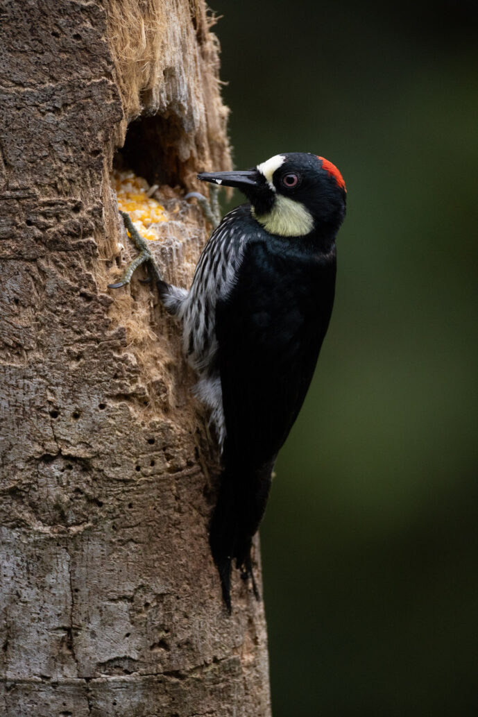 Cali Valle Del Cauca Colombia