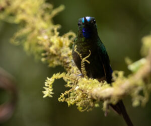 Cali Valle Del Cauca Colombia
