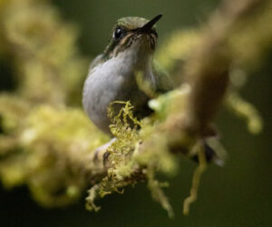 Cali Valle Del Cauca Colombia