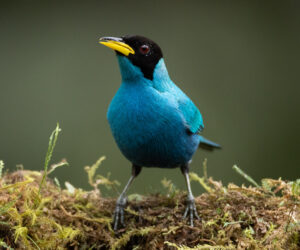 Cali Valle Del Cauca Colombia