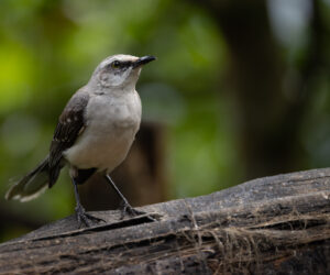 Cali Valle Del Cauca Colombia