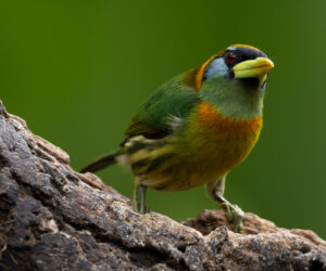 Cali Valle Del Cauca Colombia