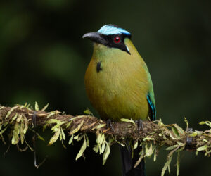 Cali Valle Del Cauca Colombia