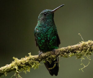 Cali Valle Del Cauca Colombia