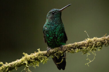 Cali Valle Del Cauca Colombia