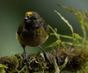 Cali Valle Del Cauca Colombia