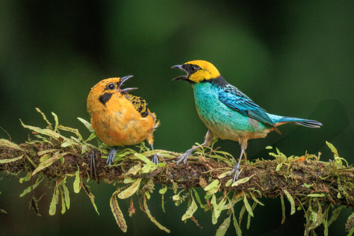 Cali Valle Del Cauca Colombia