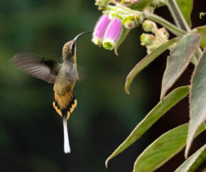 Cali Valle Del Cauca Colombia