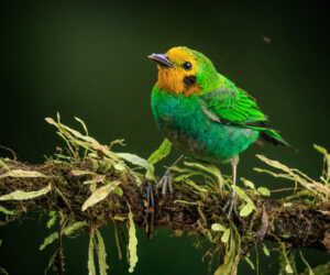 Cali Valle Del Cauca Colombia