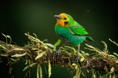 Cali Valle Del Cauca Colombia