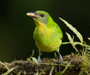 Cali Valle Del Cauca Colombia