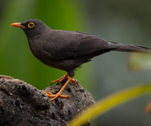 Cali Valle Del Cauca Colombia